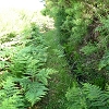 Plants: image 64 Of 208 Thumb